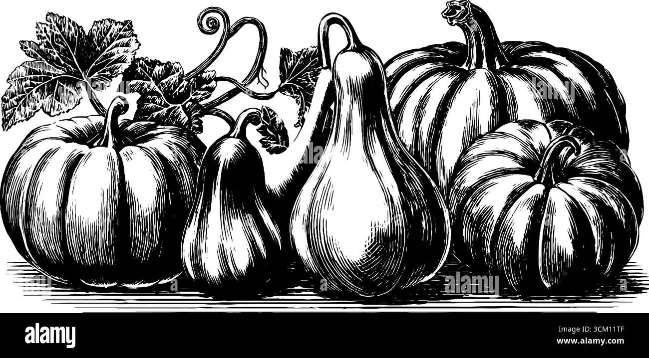Vintage sketch of pumpkins and gourds in an autumn harvest scene for ...