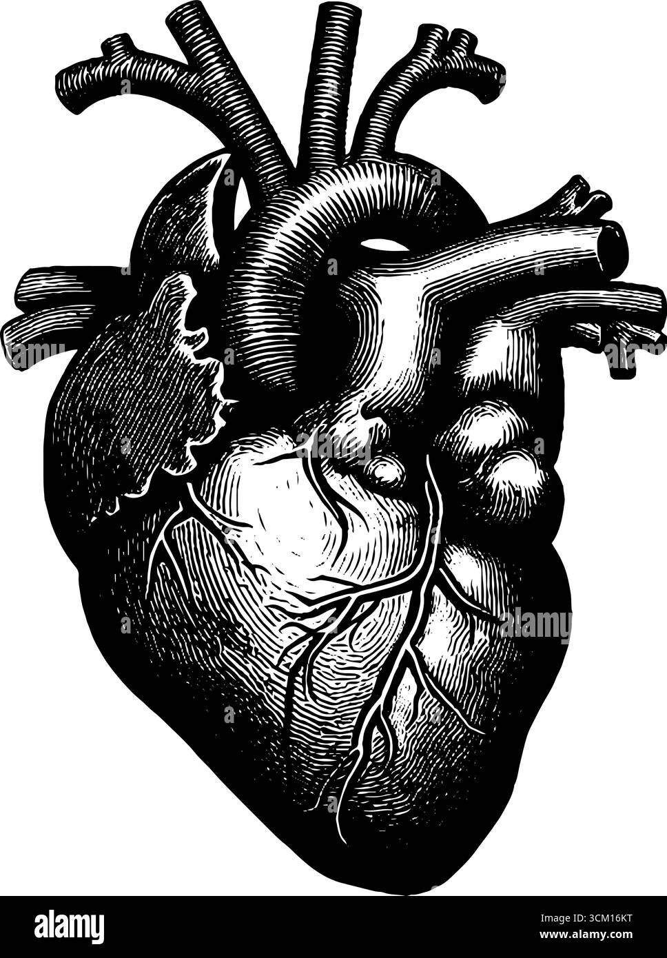 Detailed engraved illustration of human heart circulatory system ...