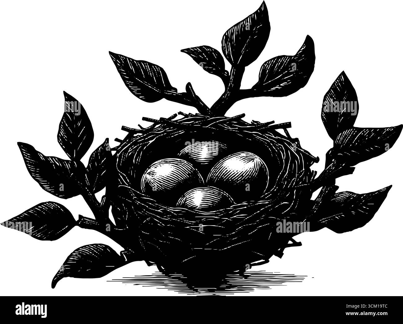 Vintage engraved illustration of bird nest with eggs — perfect for ...