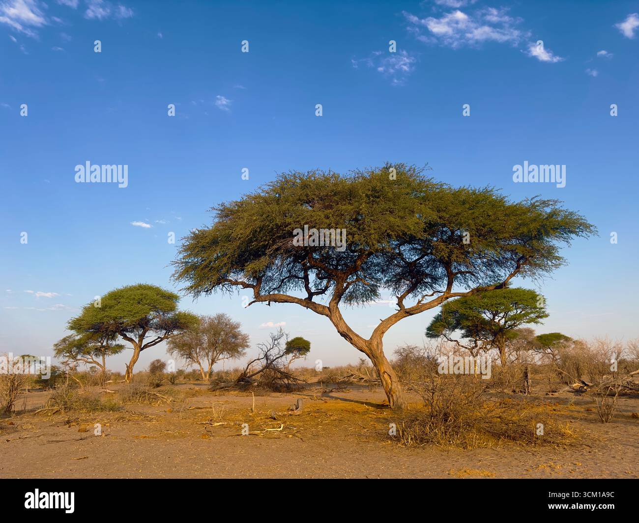 Acacia tree at sunset in Botswana, Africa Stock Photo