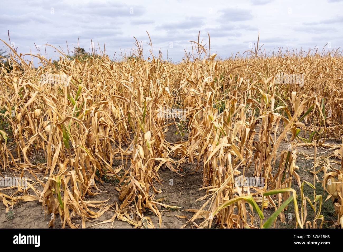Dry withered cornfield rural hi-res stock photography and images - Alamy