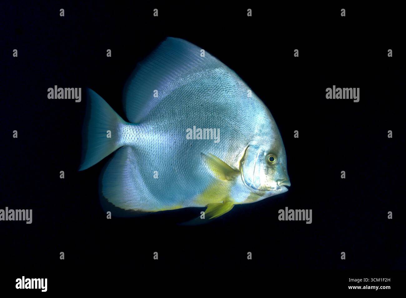 Platax orbicularis - orbicular batfish Stock Photo