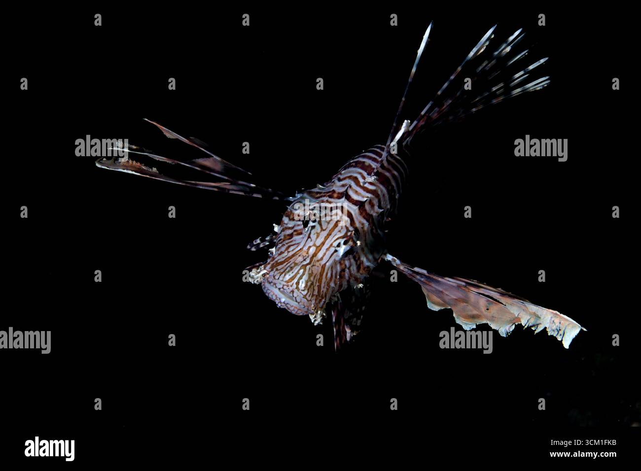 Pterois volitans - red lionfish Stock Photo