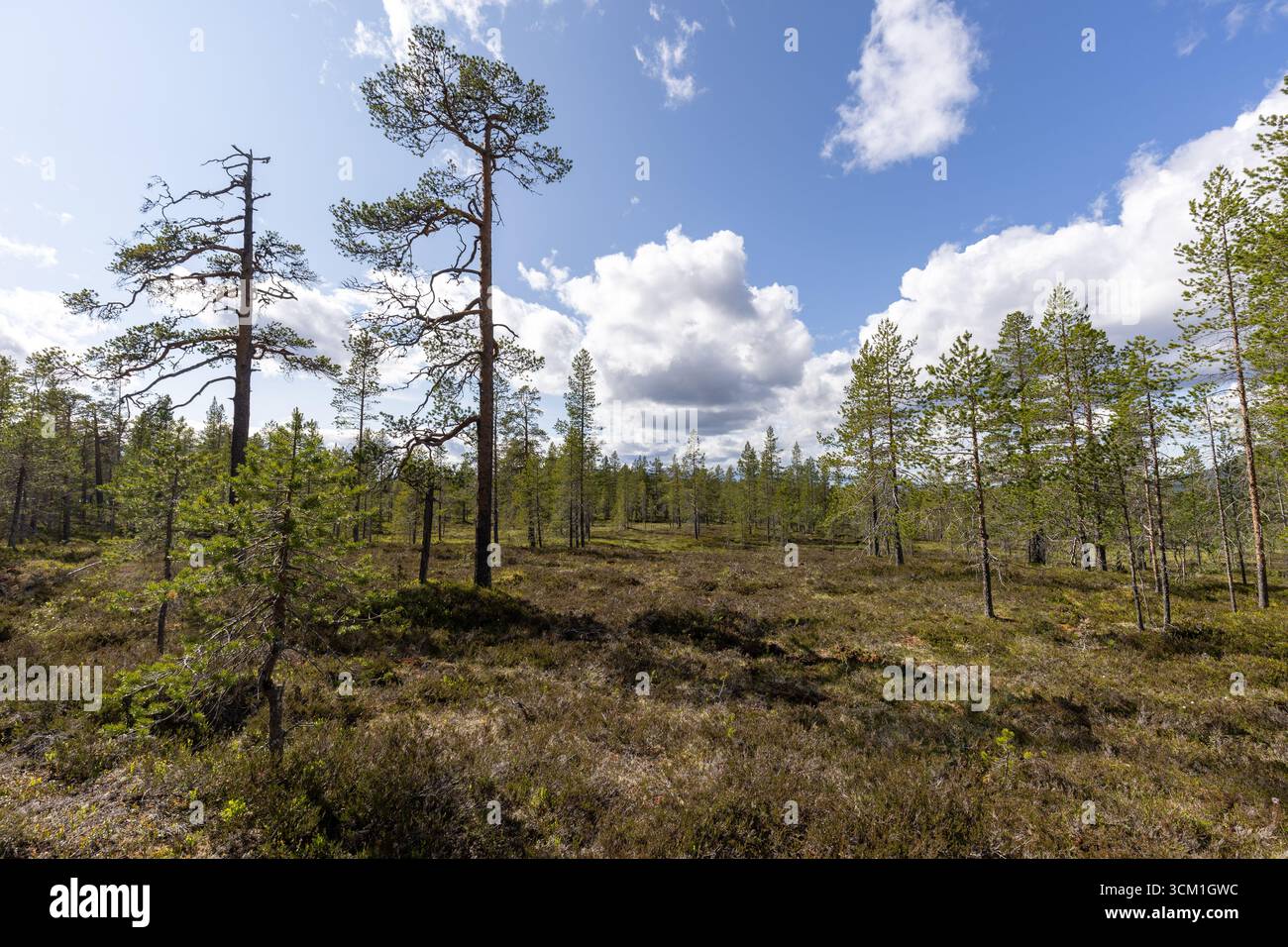 Small pine tree forest in the mountains Stock Photo