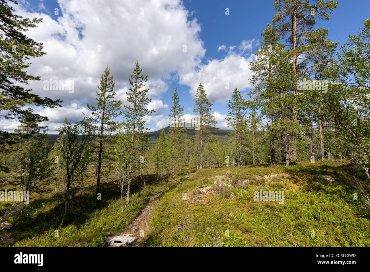 Small pine tree forest and hiking path in the mountains Stock Photo