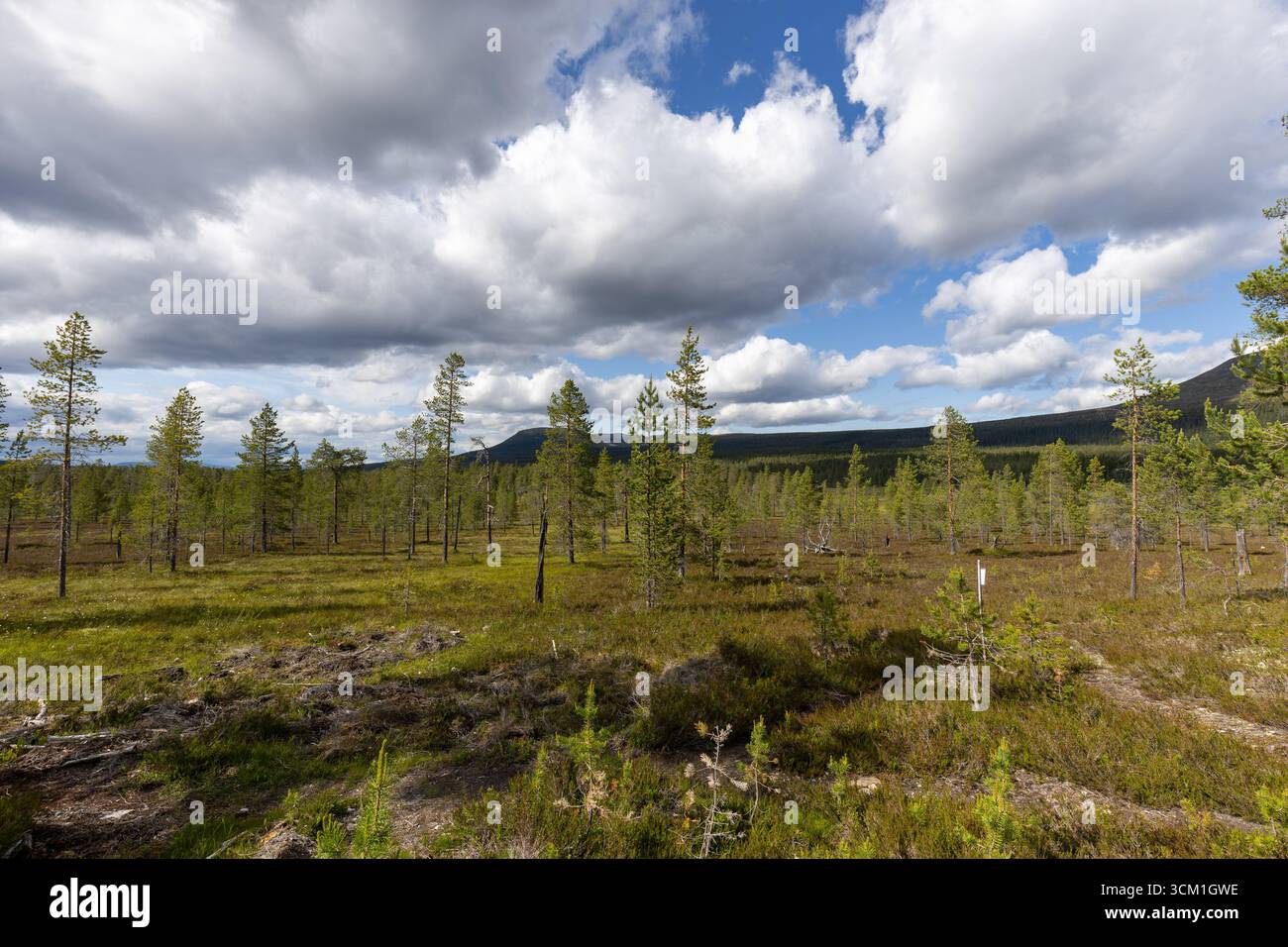 Small pine tree forest in the mountains Stock Photo