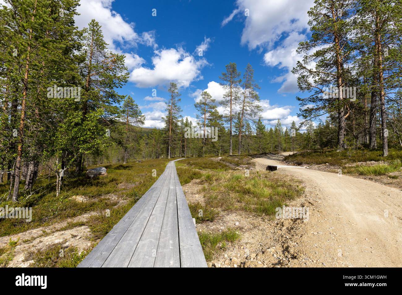 Biking trail in the mountains through small pine tree forest Stock Photo