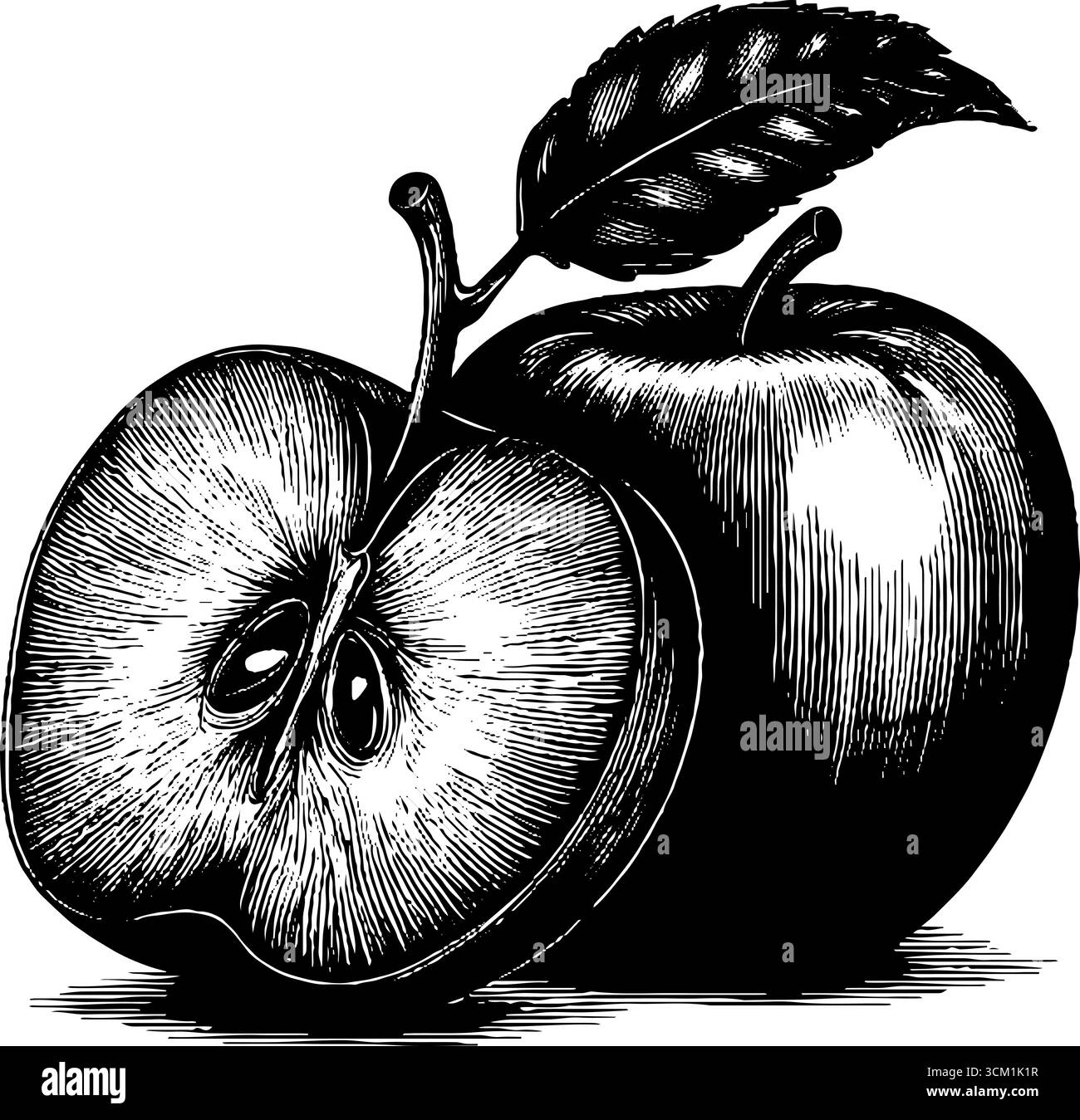 Apple cross section Black and White Stock Photos & Images - Alamy