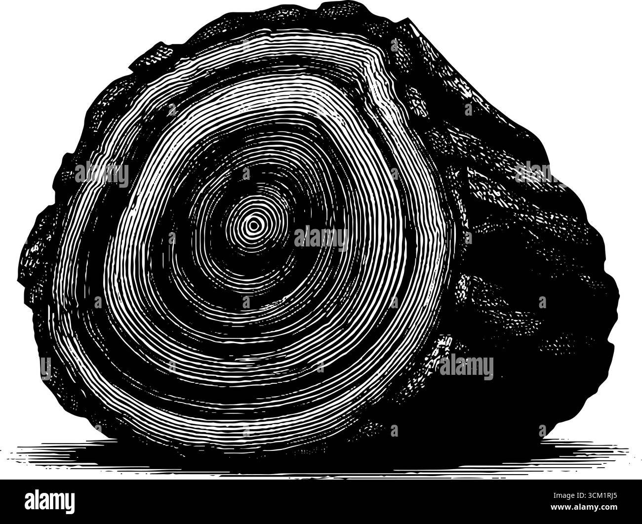 Cross section log white Stock Vector Images - Alamy