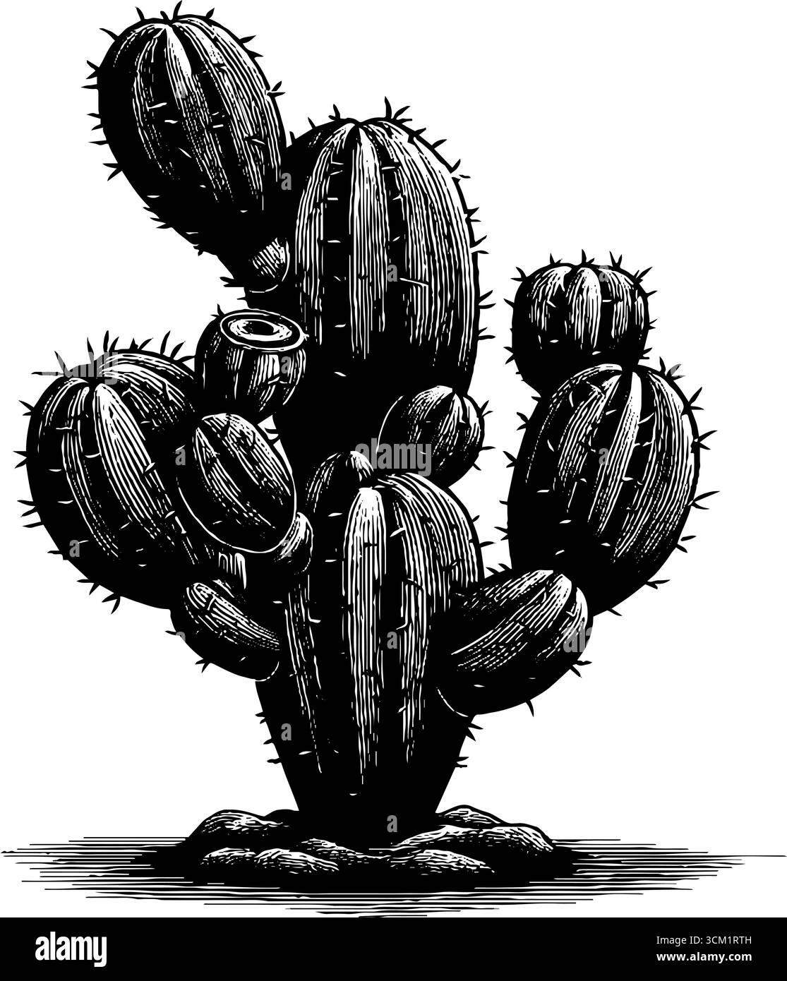 Vintage engraved cactus plant illustration in bold black silhouette for ...