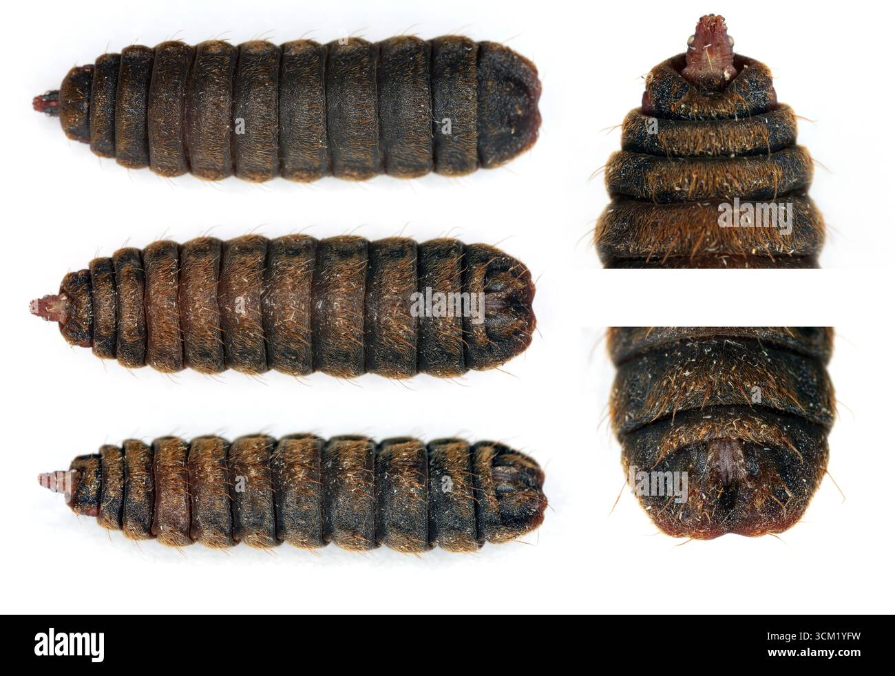 Black soldier fly species, Hermetia illucens. Larval instar, prepupae In various positions and close-ups of the head and end of the abdomen. Stock Photo