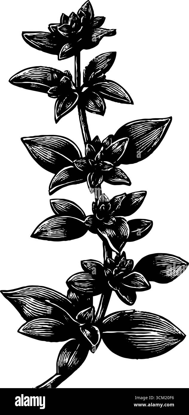 Vintage engraved oregano sprig illustration for herbal design. Stock Vector