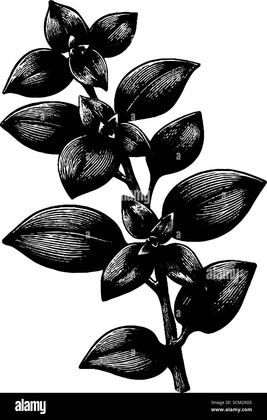 Oregano sprig engraving - vintage botanical design for natural herb themed prints. Stock Vector