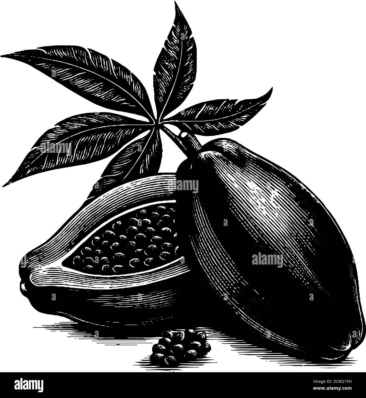 Engraved illustration of papaya with seeds visible - vintage hand-drawn tropical fruit design for labels and posters. Stock Vector