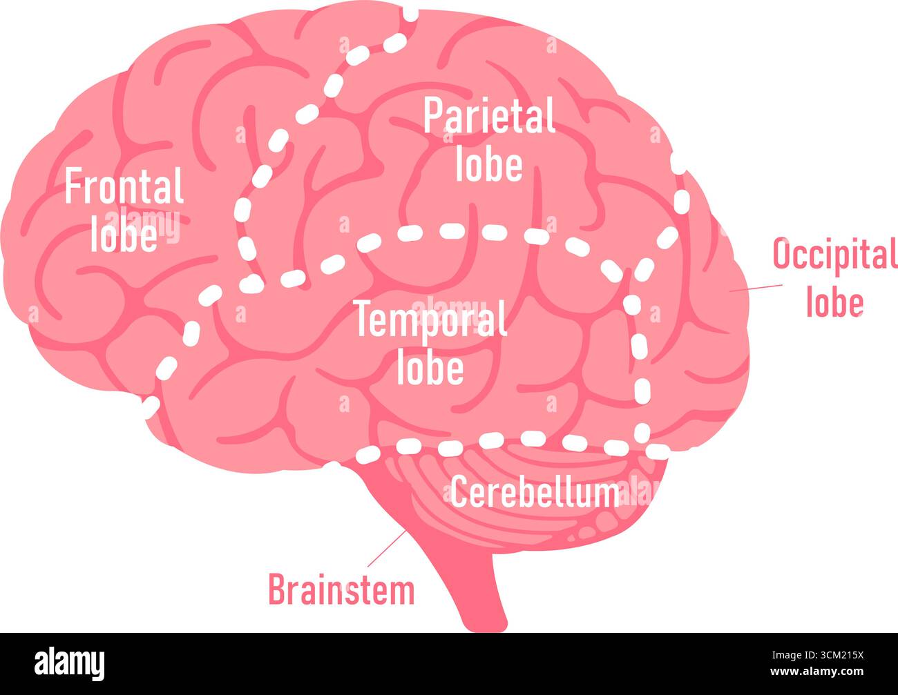 Vector illustration of human brain anatomy structure Stock Vector Image ...