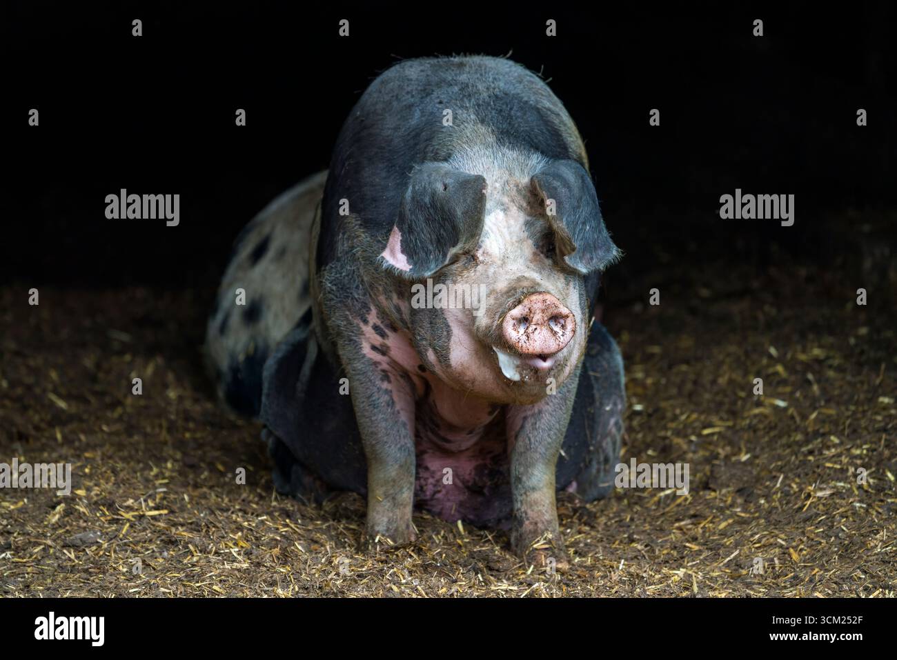 Baumberger Landschweine, crossbreeding breeds from Bentheim Black Pied, also known as Buntes Bentheimer Schwein, a rare breed of domestic pig in Germa Stock Photo