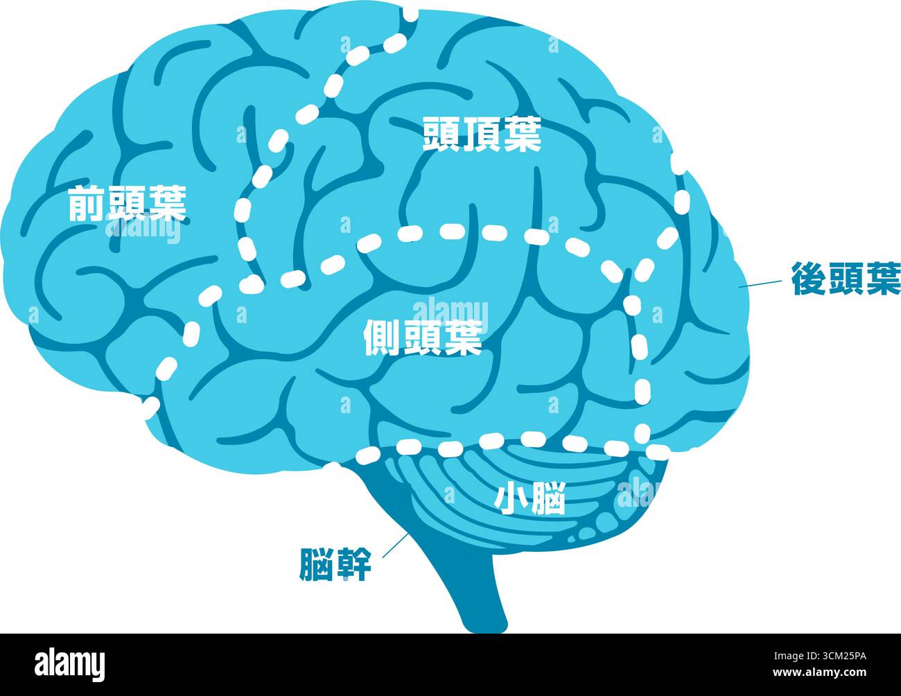Vector illustration of human brain anatomy structure (Japanese Stock ...