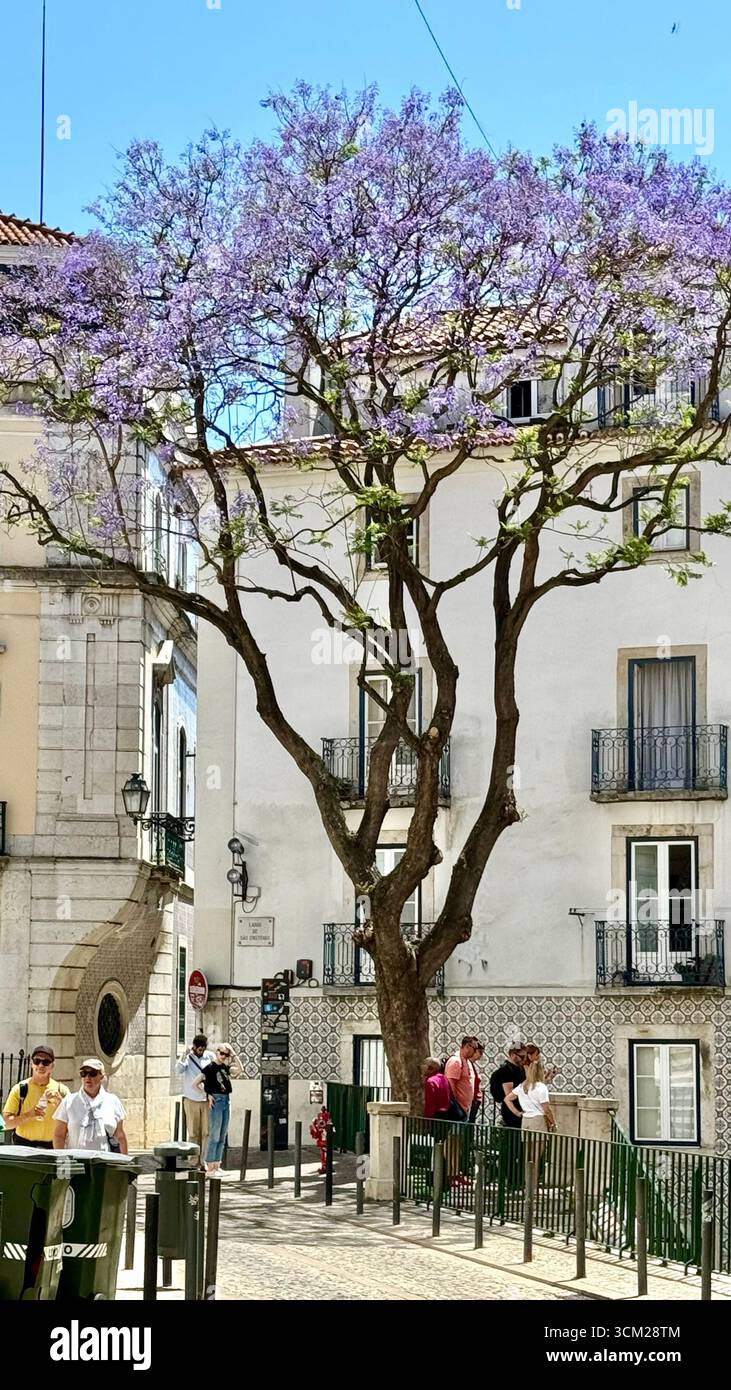 Flowering jacaranda tree in spring Santa Maria Maior Lisbon Portugal - Smartphone Captured Stock Image
