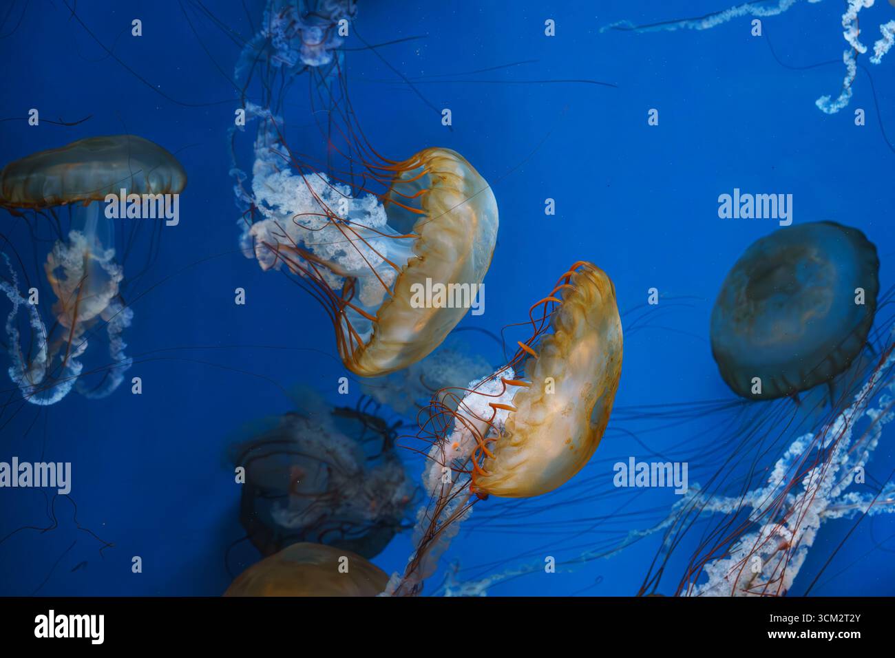 Group of Chrysaora fuscescens or Pacific sea nettle jellyfish drifting gracefully in deep blue water of aquarium. Animal, aquatic organism, underwater Stock Photo