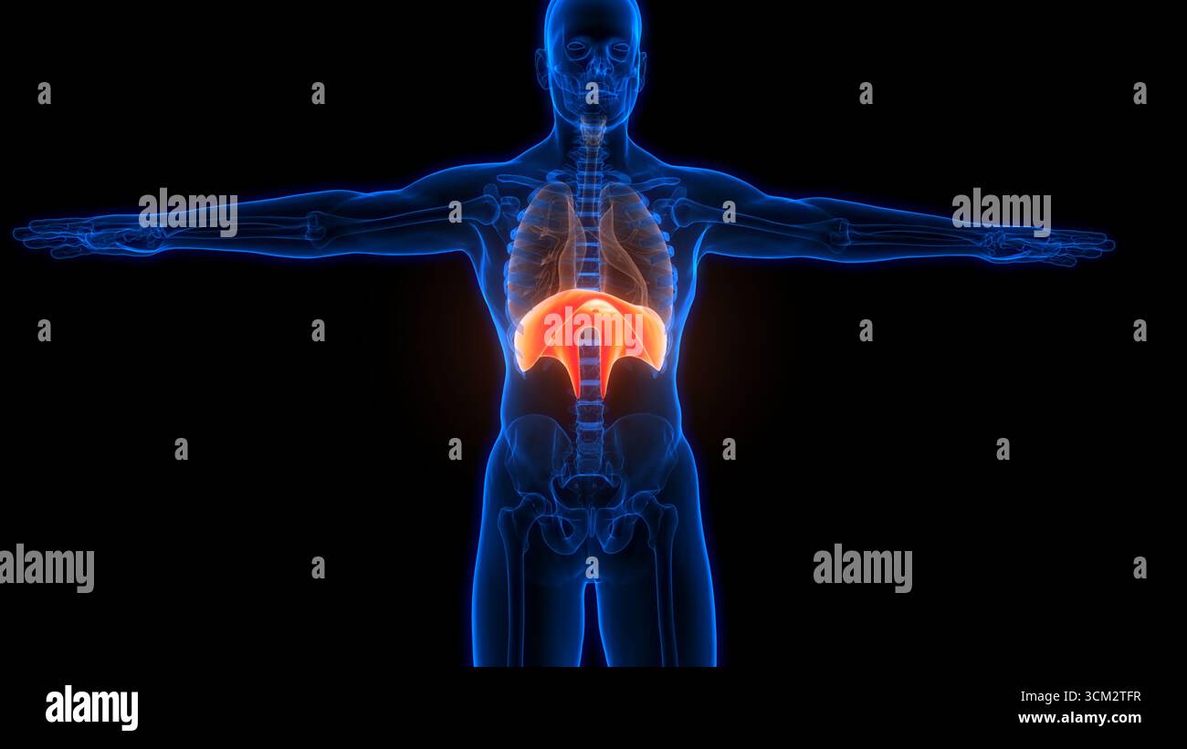 Human Respiratory System Diaphragm Anatomy Stock Photo - Alamy
