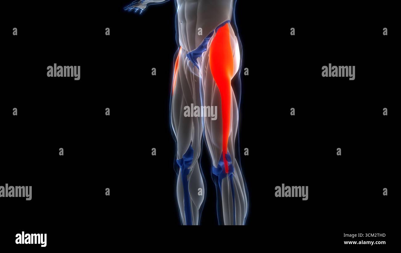 Human Muscular System Leg Muscles Tensor Fasciae Latae Muscles Anatomy Stock Photo