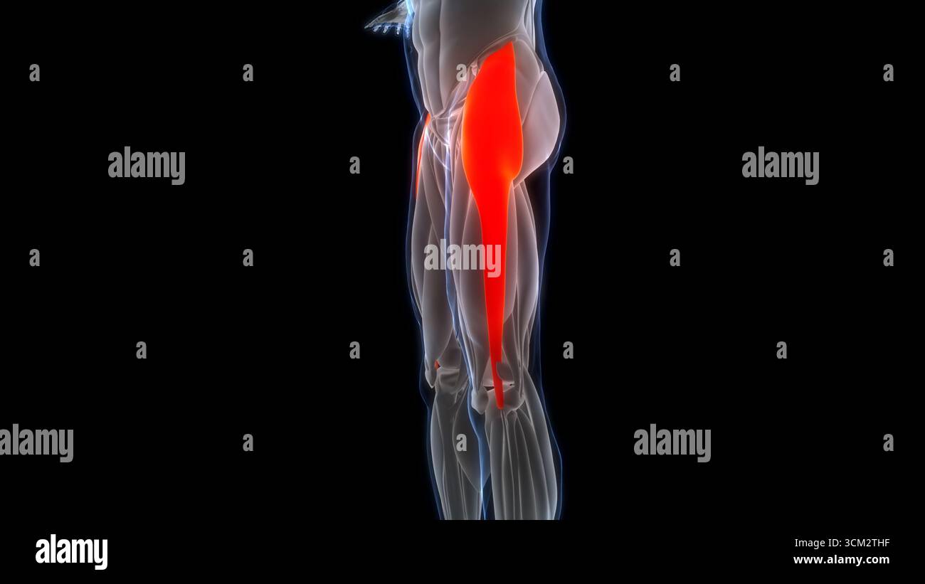 Human Muscular System Leg Muscles Tensor Fasciae Latae Muscles Anatomy Stock Photo