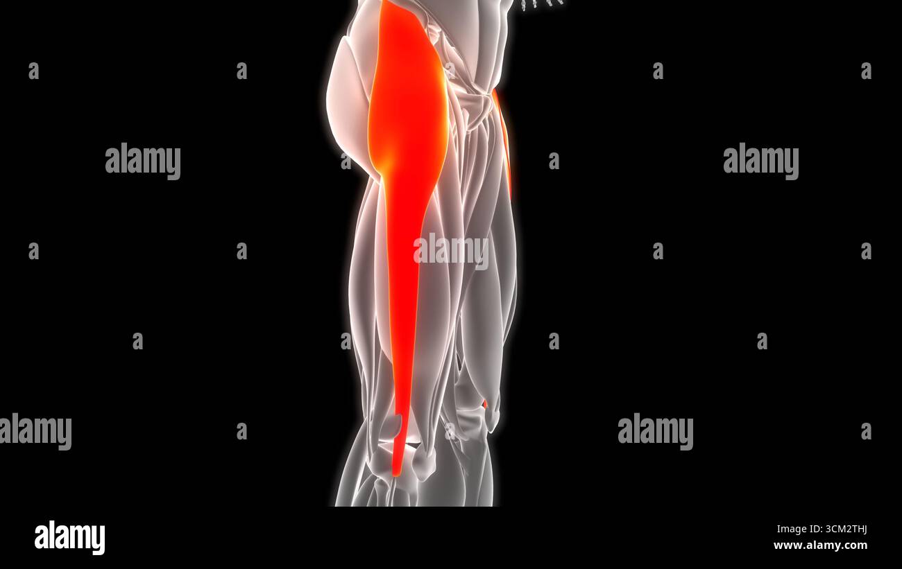 Human Muscular System Leg Muscles Tensor Fasciae Latae Muscles Anatomy Stock Photo
