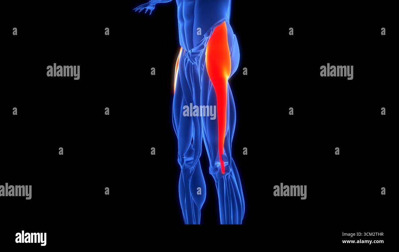Human Muscular System Leg Muscles Tensor Fasciae Latae Muscles Anatomy Stock Photo