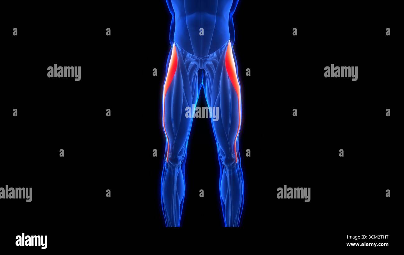 Human Muscular System Leg Muscles Tensor Fasciae Latae Muscles Anatomy Stock Photo
