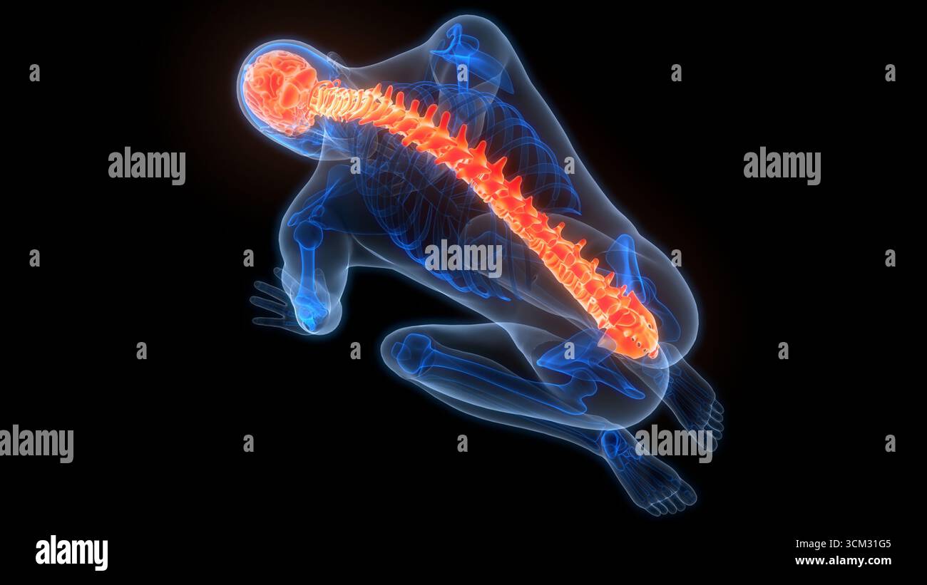 Spinal Cord Vertebral Column of Human Skeleton System Anatomy Stock ...