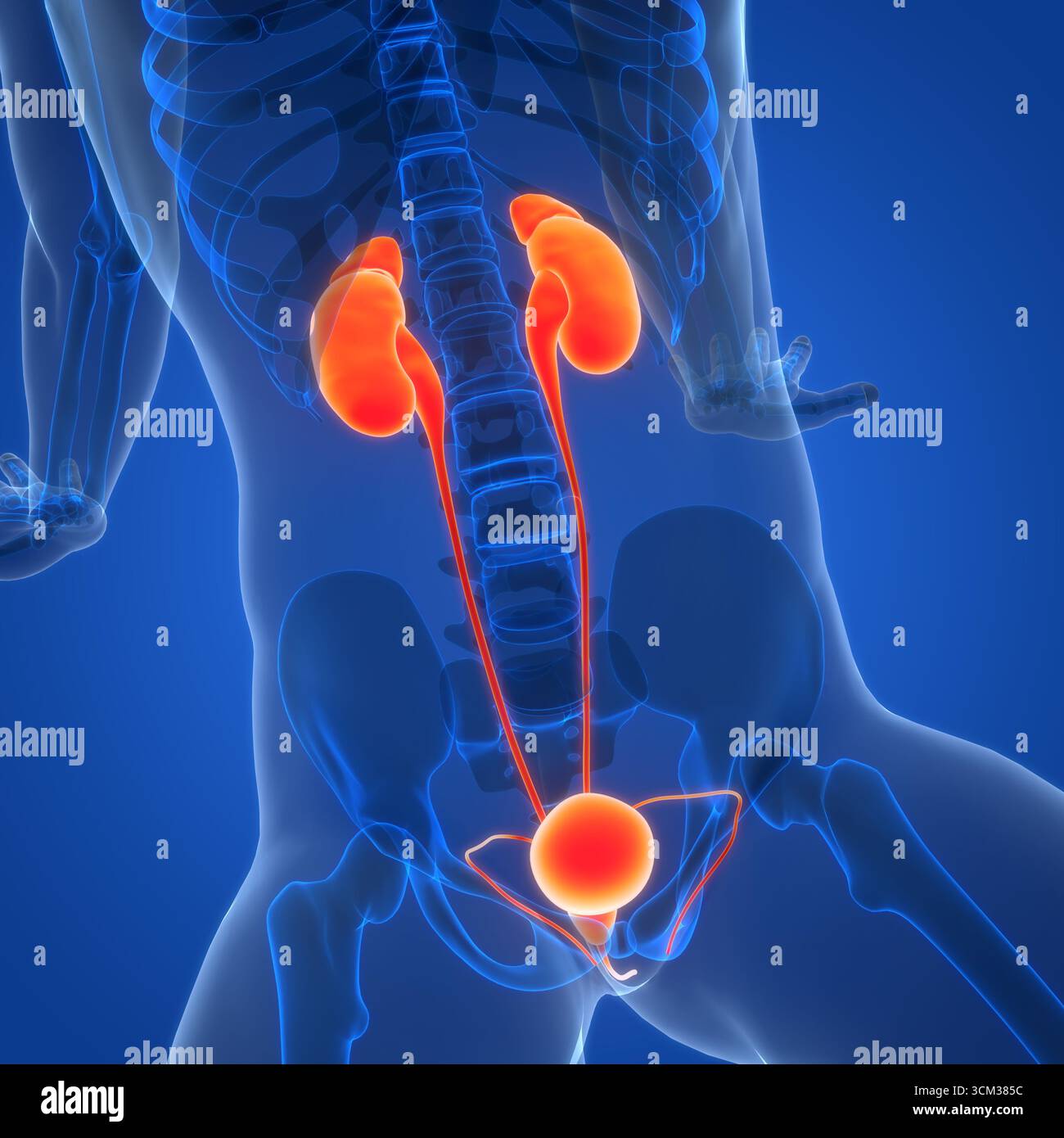 Human Urinary System Kidneys with Bladder Anatomy Stock Photo - Alamy