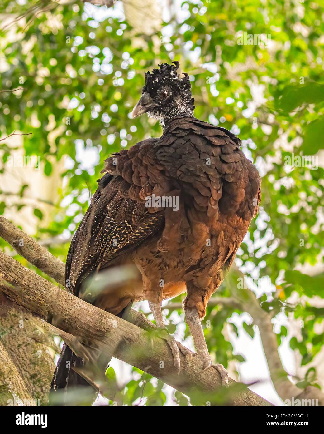 A Great Curassow sitting on a tree Stock Photo