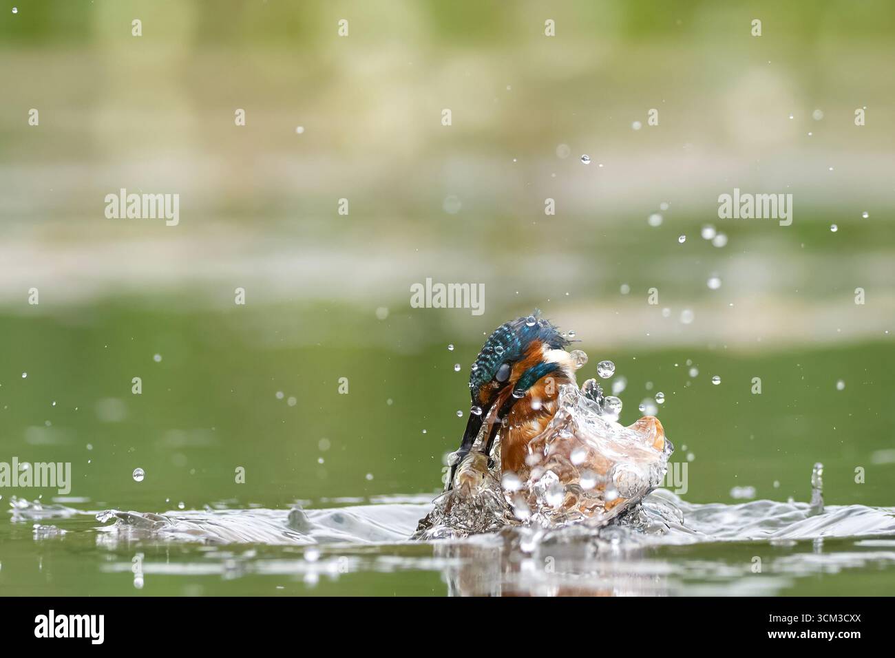 Kingfisher surfacing with fish, Lincolnshire Stock Photo - Alamy