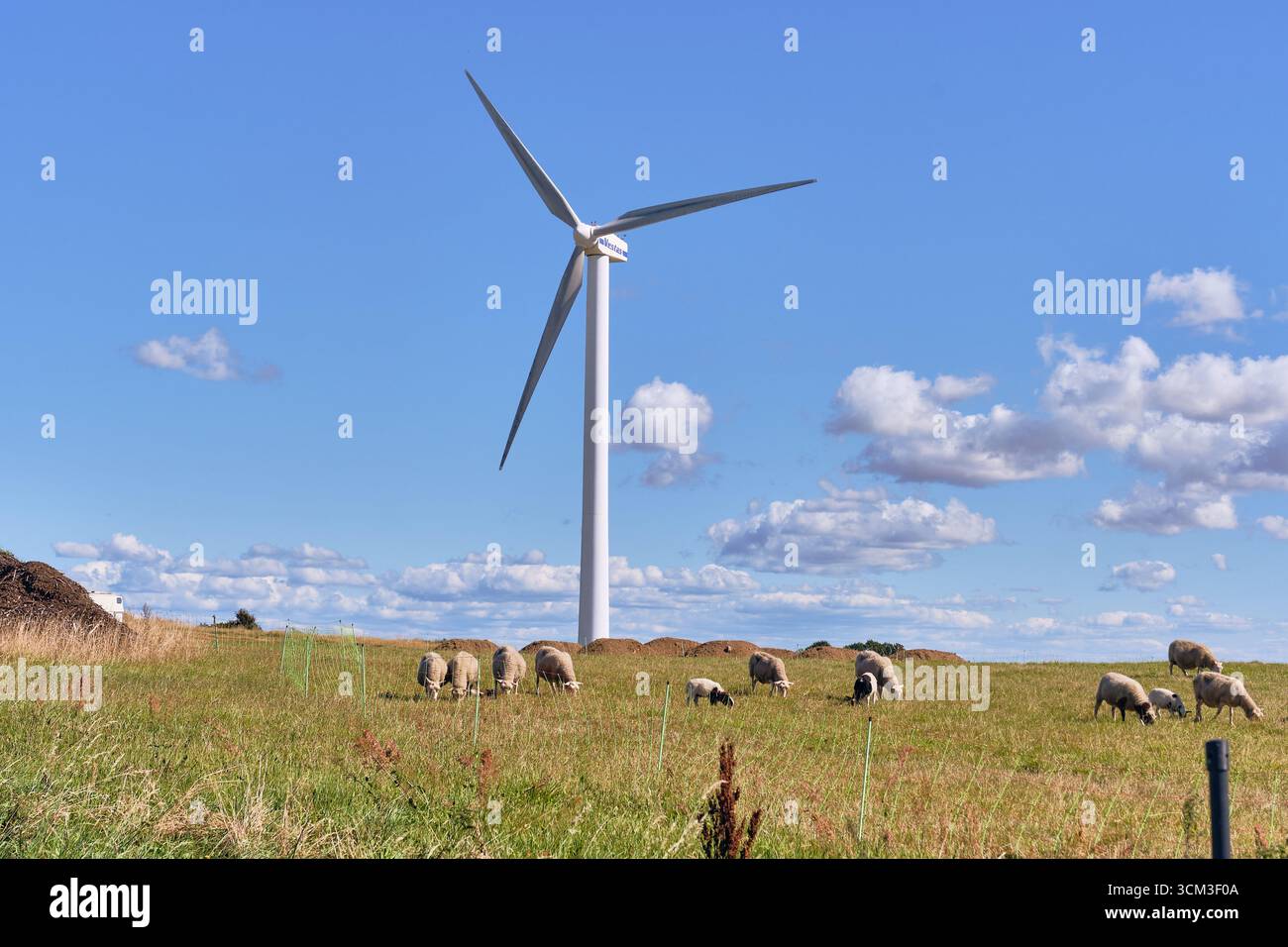 Skane lan, Sweden ; August 20, 2025: Vestas wind turbine in rural farmland with sheep grazing in green pasture with piles of dirt, under blue summer s Stock Photo