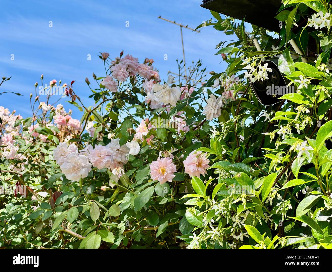 Close-up of a vibrant garden plant with delicate red flowers and green foliage in La Plata, Buenos Aires, Argentina, captured on a spring day. - Smartphone Captured Stock Image