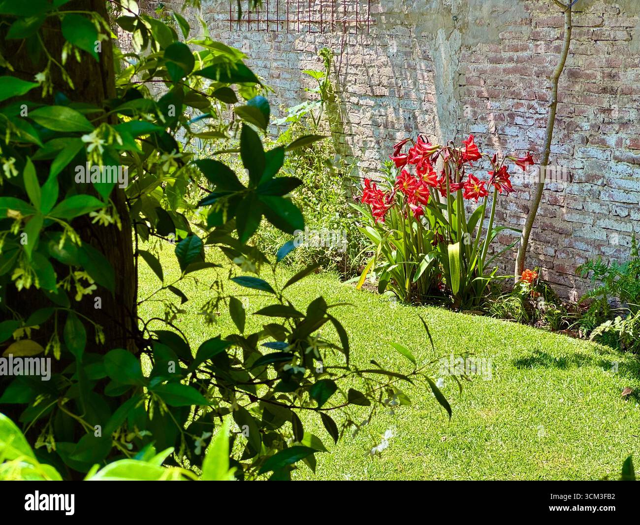 Vibrant red flowering plant growing in a garden in La Plata, Buenos Aires, Argentina, with green leaves and red blossoms contrasting against a wall. - Smartphone Captured Stock Image