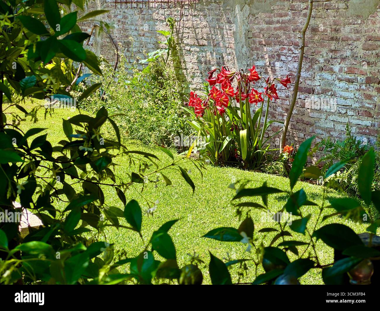 Vibrant red flowering plant growing in a garden in La Plata, Buenos Aires, Argentina, with green leaves and red blossoms contrasting against a wall. - Smartphone Captured Stock Image