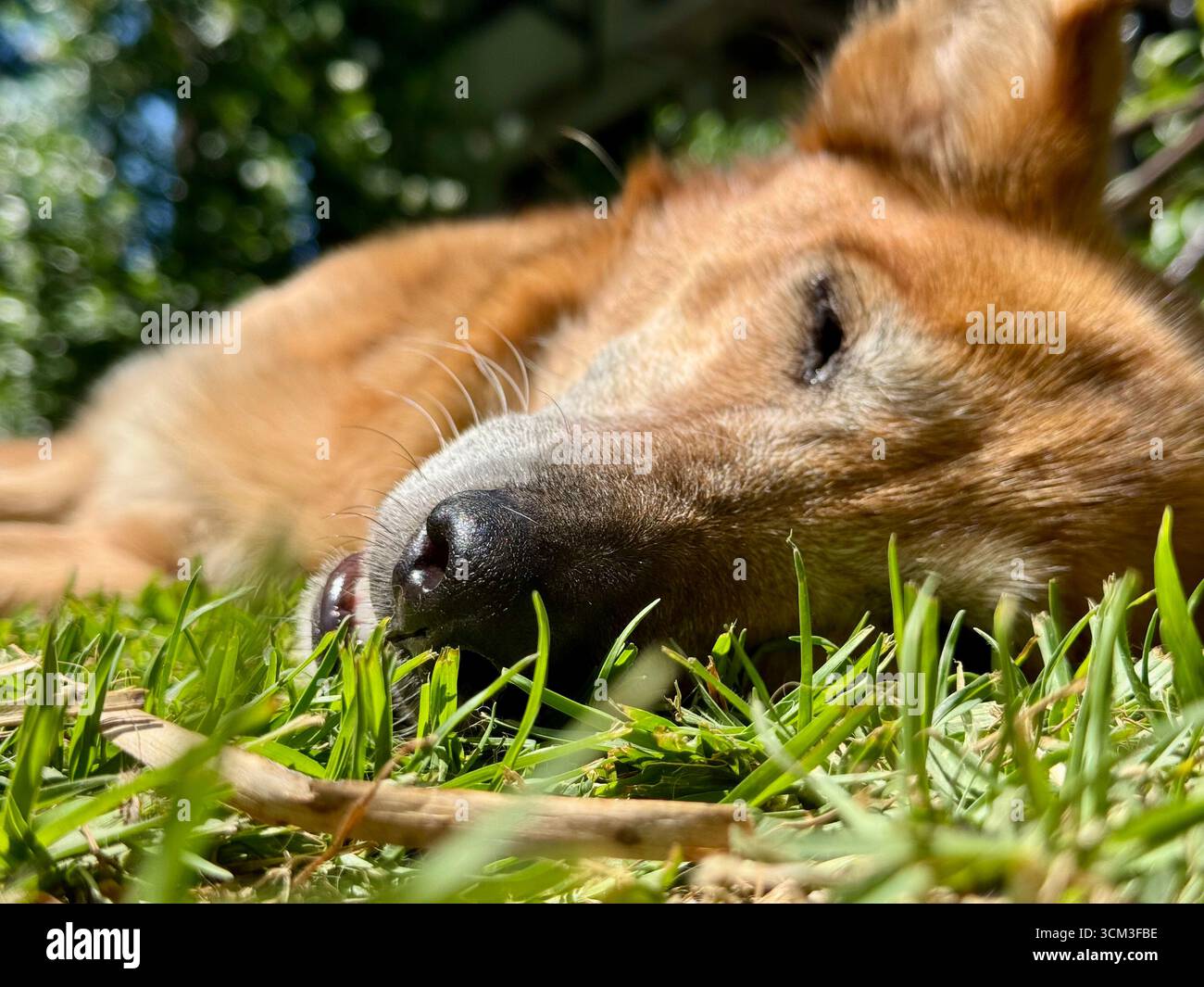 Close-up of a brown dog resting its head on the green grass in La Plata, Buenos Aires, Argentina, captured in profile with eyes closed and ears relaxe - Smartphone Captured Stock Image