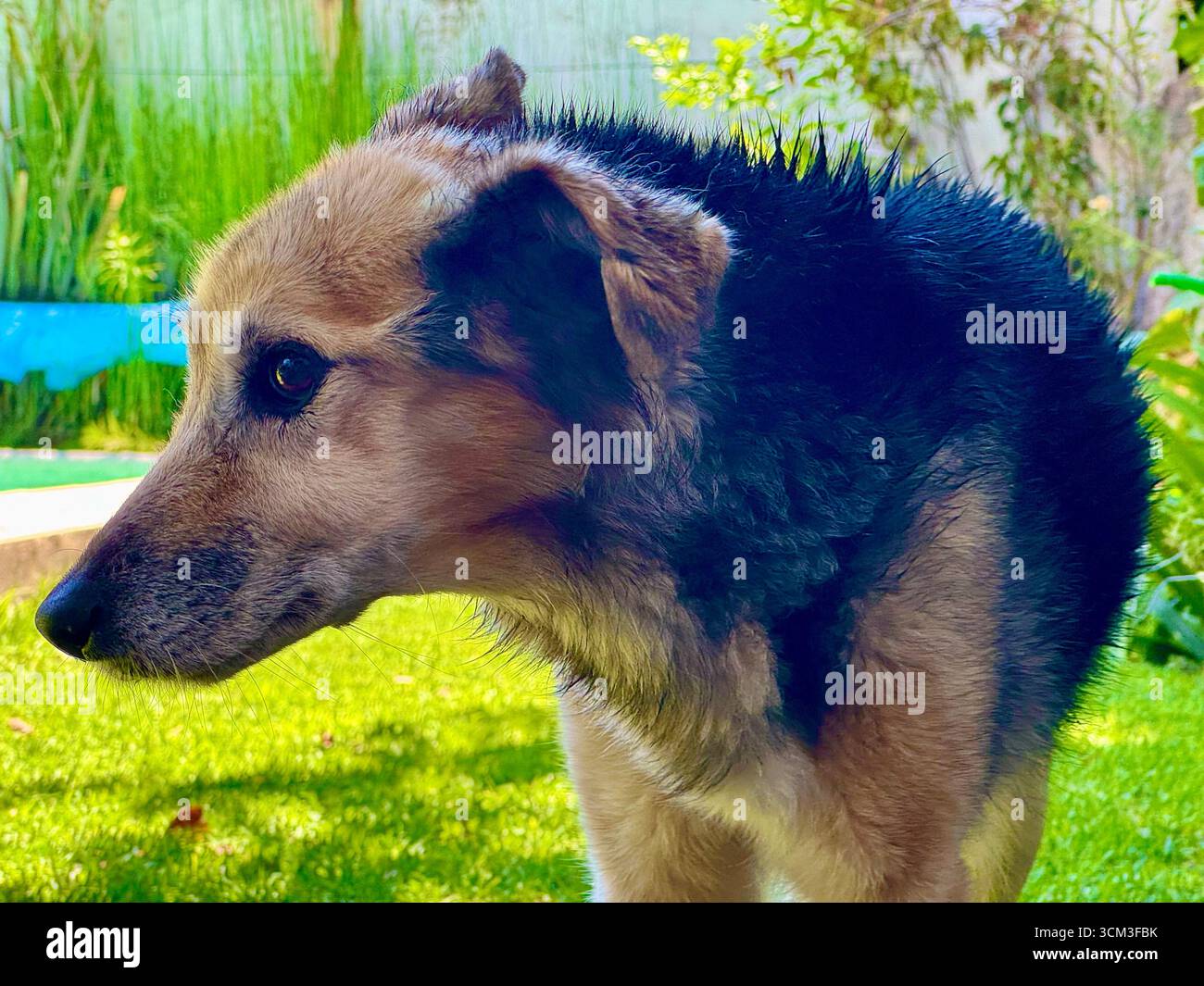 Brown and black dog sniffing the ground in La Plata, Buenos Aires, Argentina, standing on lush green grass with its head down and ears perked. - Smartphone Captured Stock Image