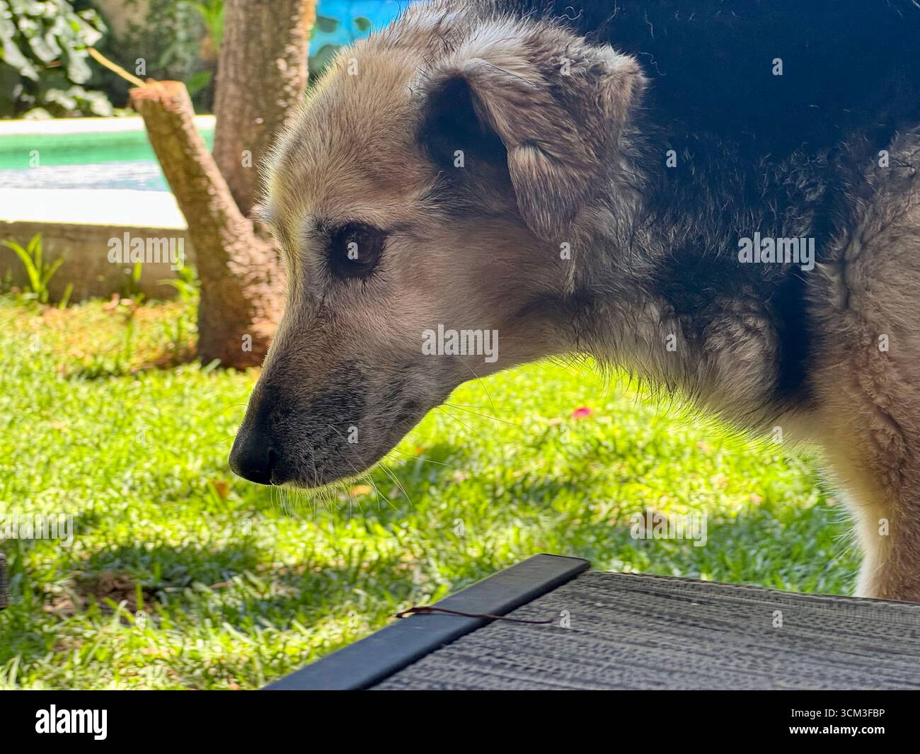 Brown and black dog sniffing the ground in La Plata, Buenos Aires, Argentina, standing on lush green grass with its head down and ears perked. - Smartphone Captured Stock Image
