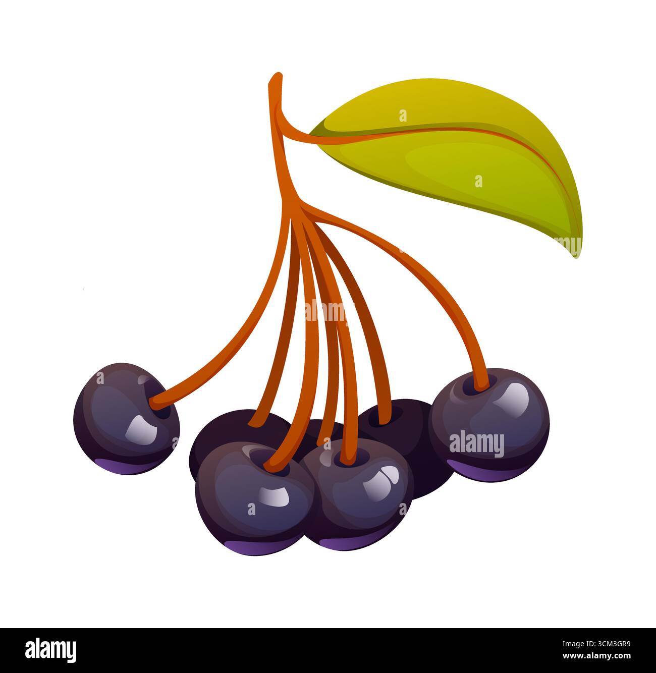Cartoon autumn fall season berries, cluster of ripe glossy chokeberry ...