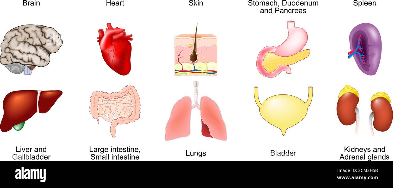 Human internal Organ Anatomy. Set of Cartoon icons. skin, heart, brain, stomach, duodenum, pancreas, spleen, bladder, lungs, large intestine, small in Stock Vector