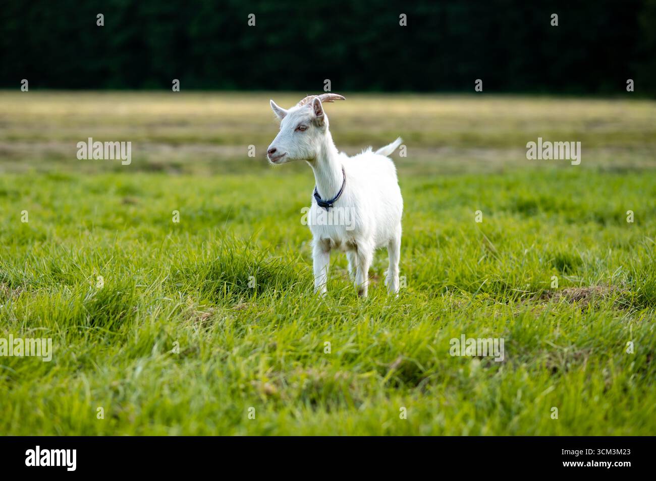 Cute young goat grazing on a lush green meadow under summer sky, symbol ...