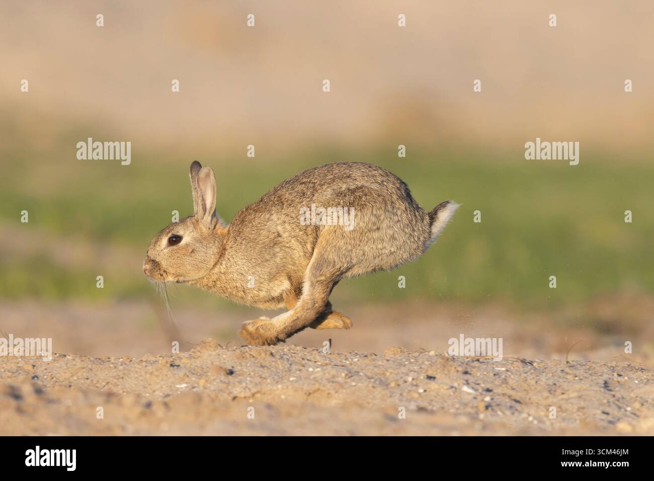 Wild rabbit, Oryctolagus cuniculus, fleeing rabbit, Schleswig-Holstein, Germany Stock Photo