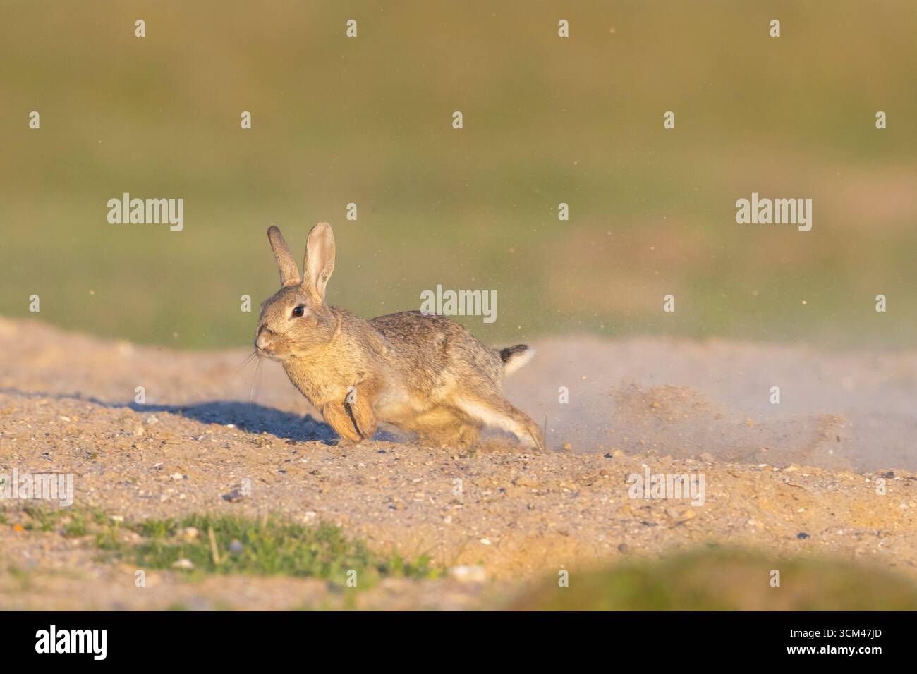 Wild rabbit, Oryctolagus cuniculus, fleeing rabbit, Schleswig-Holstein, Germany Stock Photo