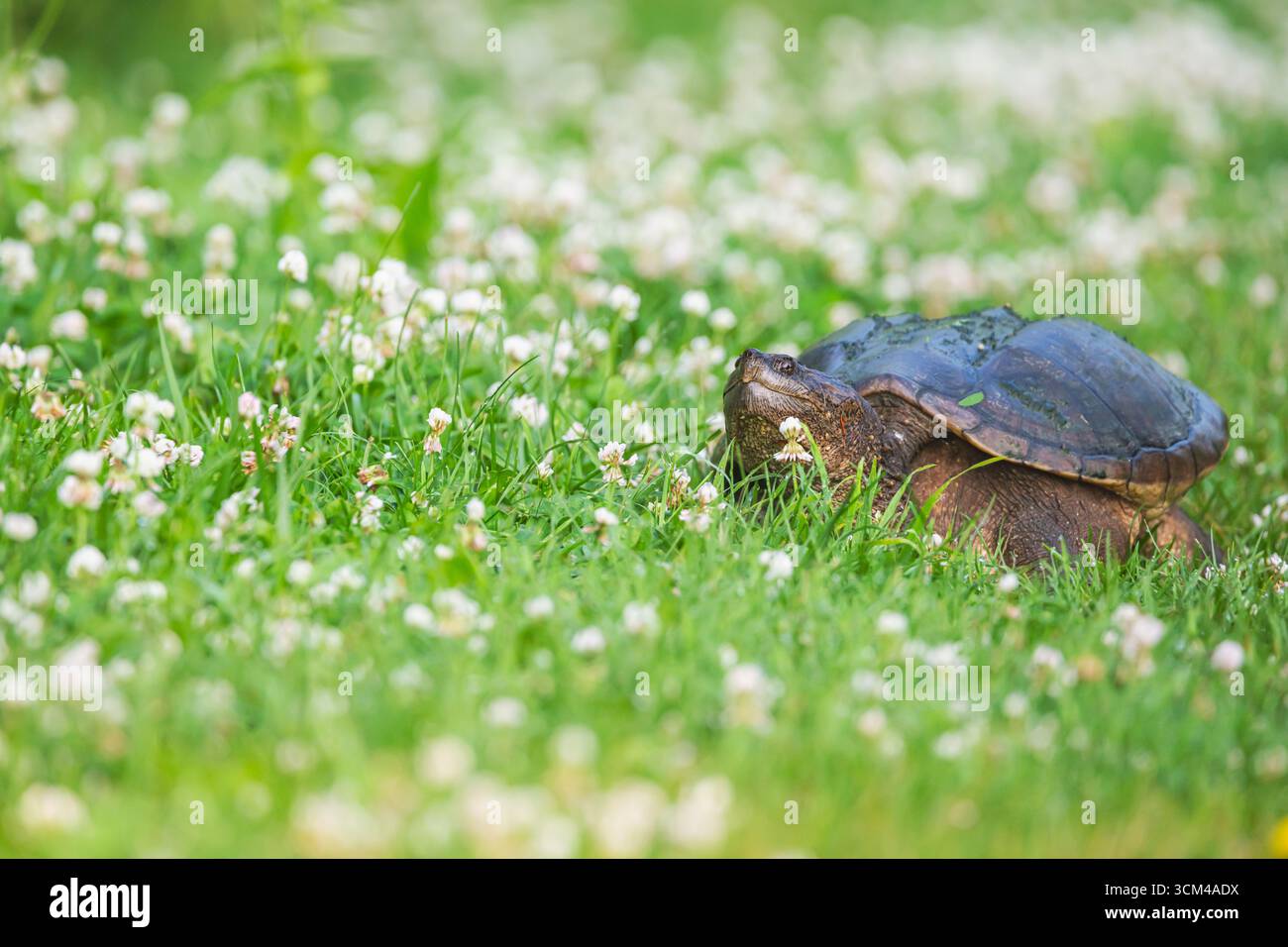 Snapping turtle photograph hi-res stock photography and images - Alamy