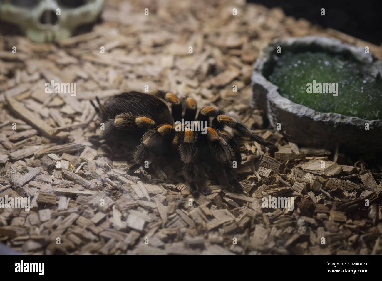 Tarantula spider in an Eastern European zoo. Stock Photo