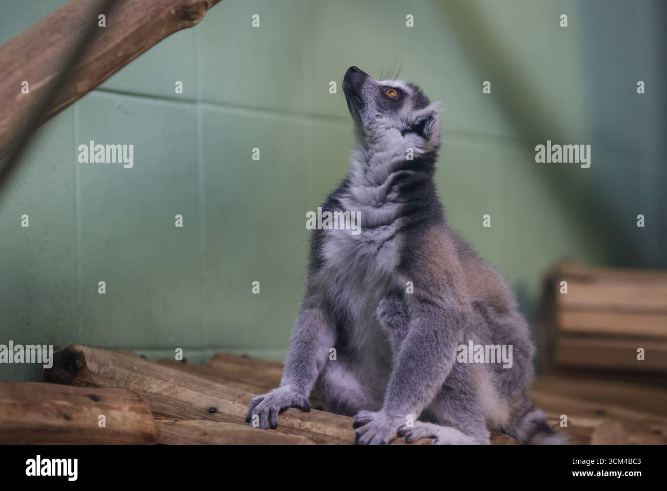 Lemur inside a caged enclosure in an Eastern European zoo. Stock Photo