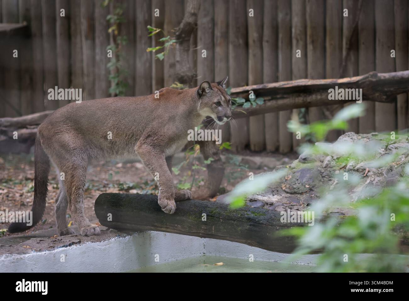 A Puma (Puma concolor, Panthera concolor, Felis concolor) inside a caged enclosure in an Eastern European zoo. Stock Photo