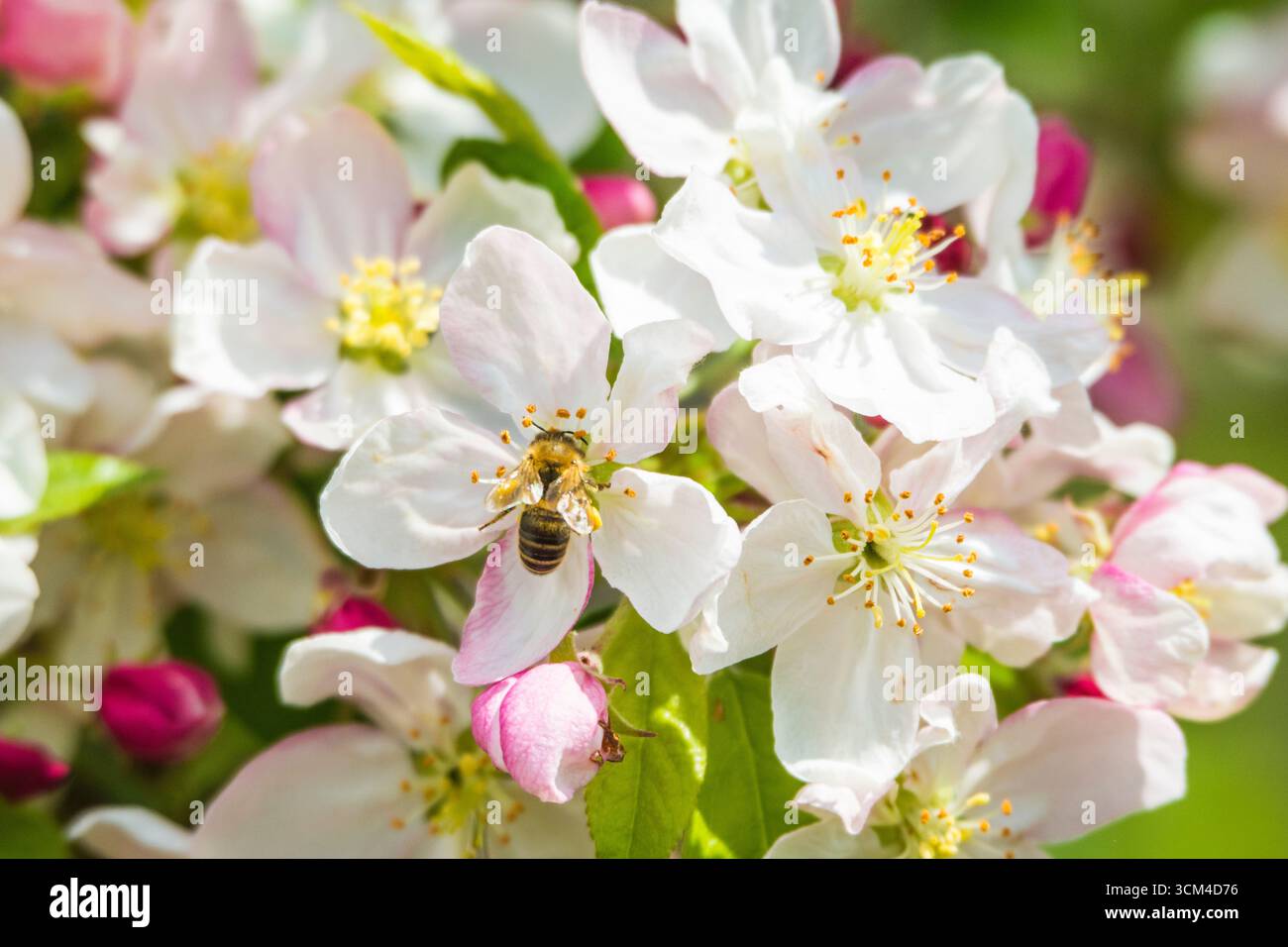 Bee on apple blossoms, Bavaria, Germany Stock Photo